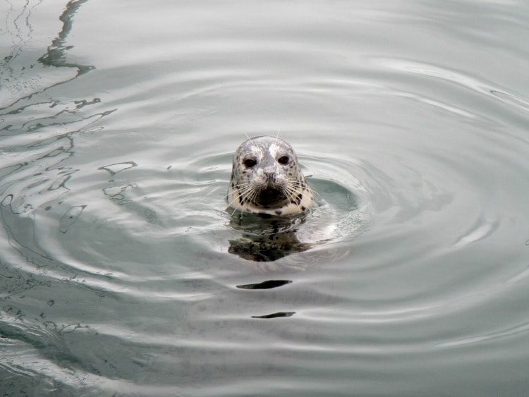 Victoria Feed the Seals