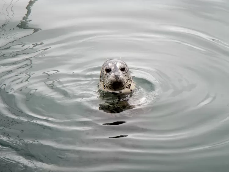 Victoria Feed the Seals