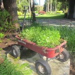 Flower Bed in a Wagon – ReUsing Found Items as Planters!