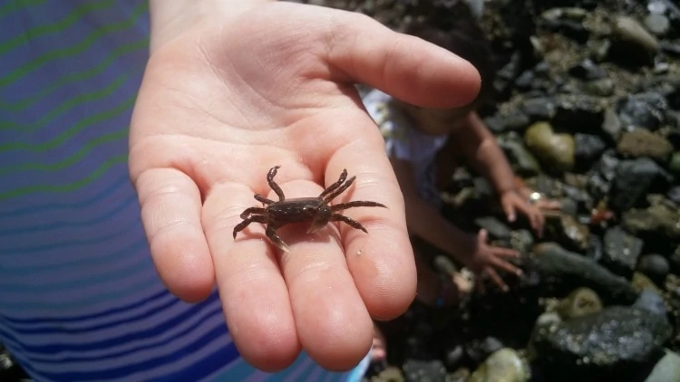 Marine Life at Beach