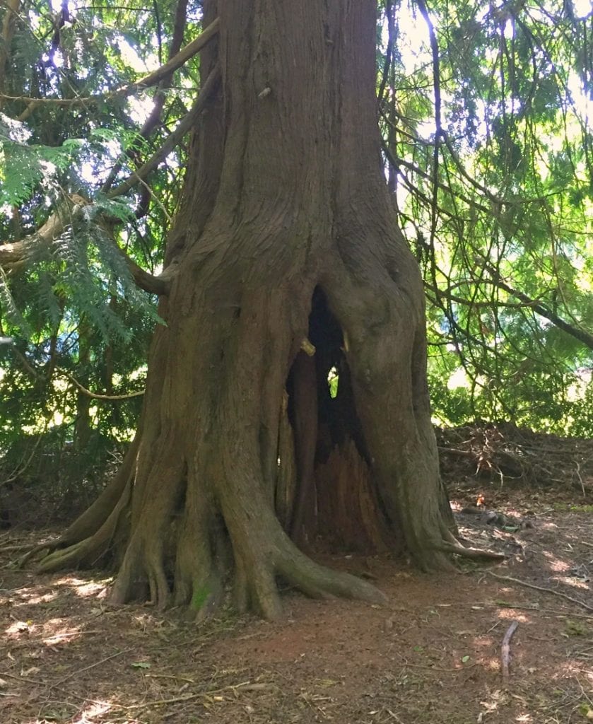 Wonderwood Park Tree Lacey WA