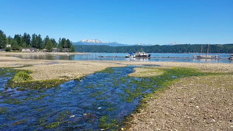 Beach Exploration at Low Tide at Alderbrook Resort