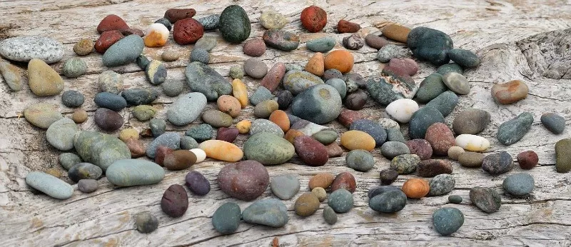 Collecting rocks at Rialto Beach in Olympic National Park