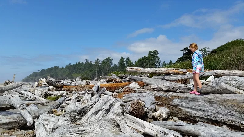 Driftwood at Kalaloch Beach in Olympic National Park