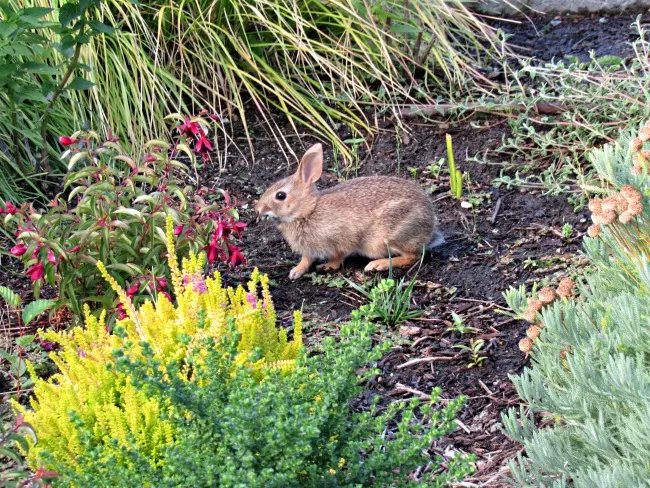 bunny at bellevue garden