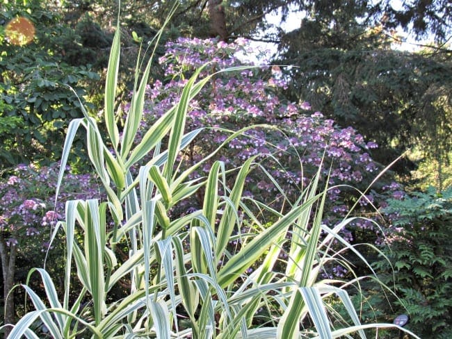 Bellevue Botanical Garden in bloom