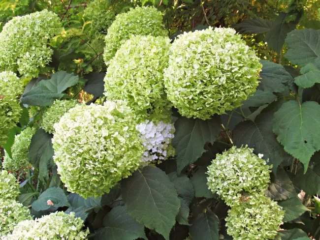 hydrangeas at Bellevue botanical garden