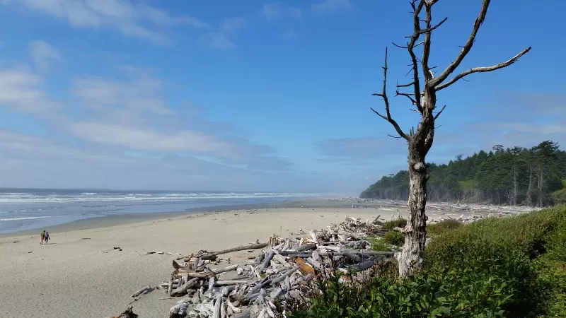 Kalaloch Beach in Olympic National Park is a family favorite with its soft sand, driftwood for building forts & opportunities for whale watching & more