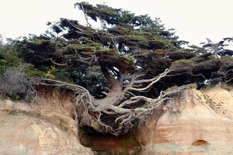 Kaloloch Tree has stood the test of time on the Olympic coast in Olympic National Park