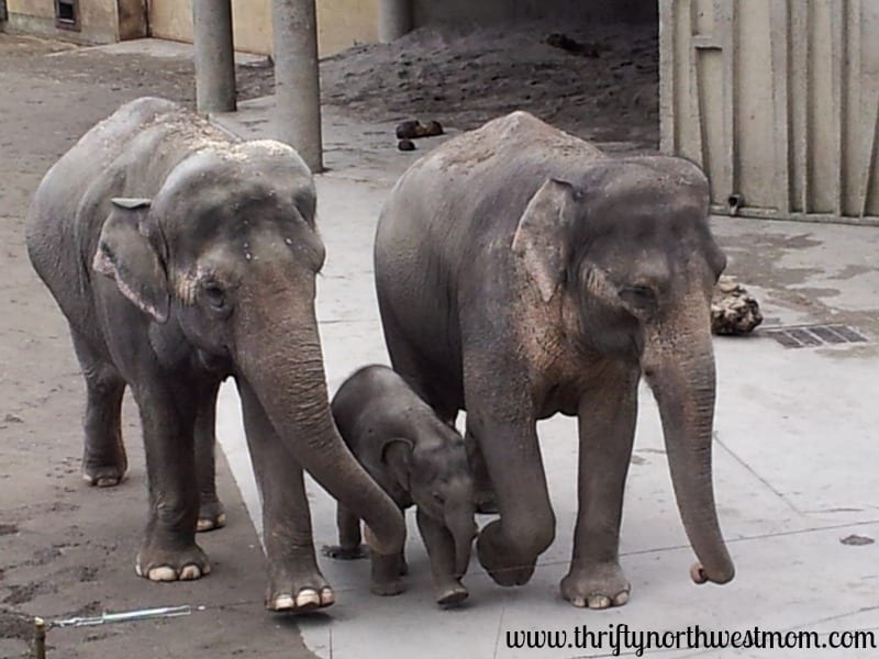 Oregon Zoo Discount Tickets for Low Families Zoo for All