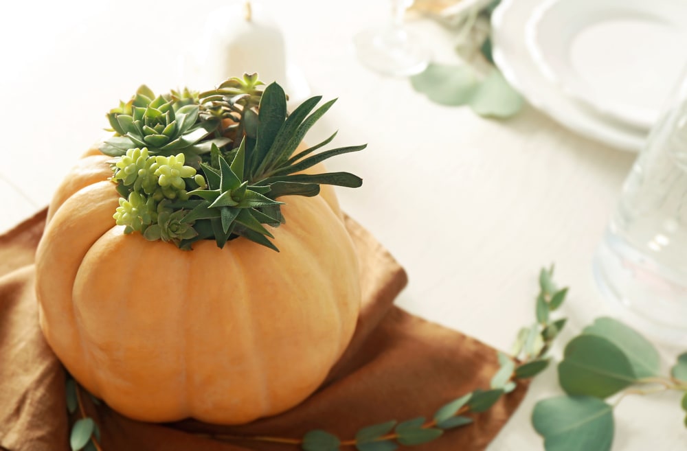 Succulents in a pumpkin