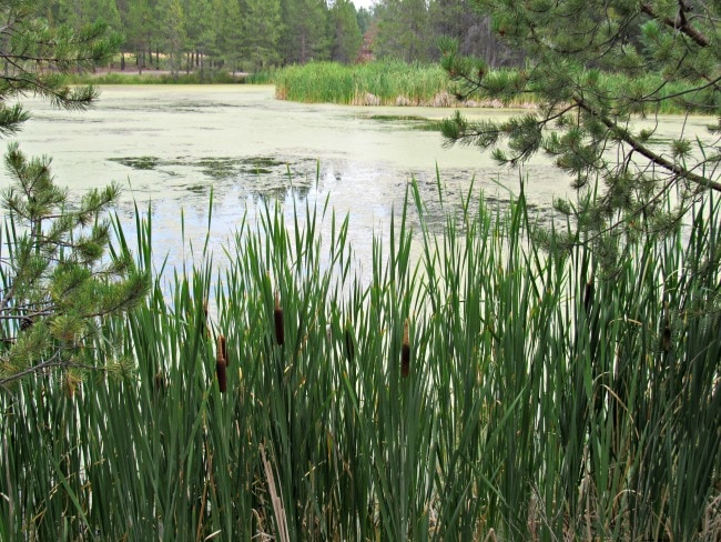 near sunriver nature center