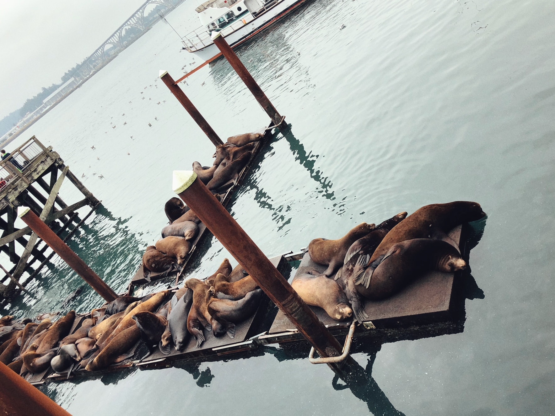 Sea Lions at Newport Harbor