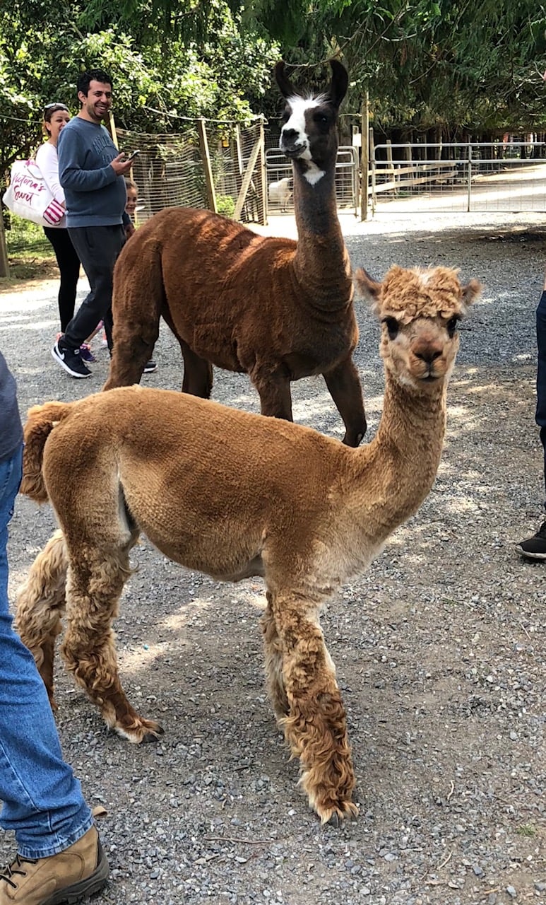 Alpacas at the Kangaroo Farm