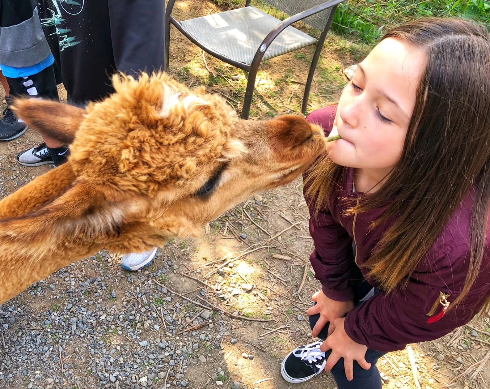 feeding Alpacas at the Kangaroo Farm