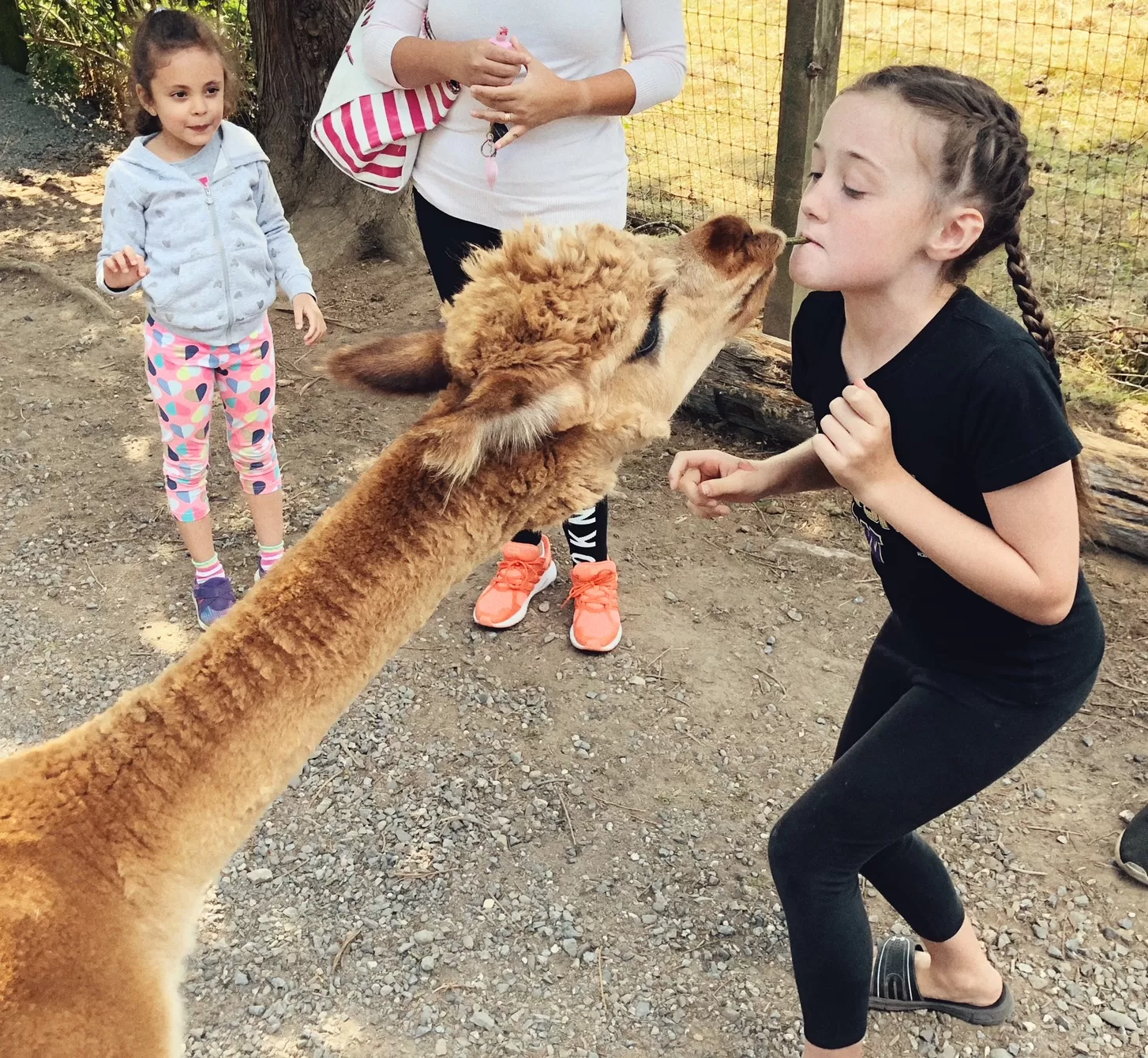 Alpaca Kisses