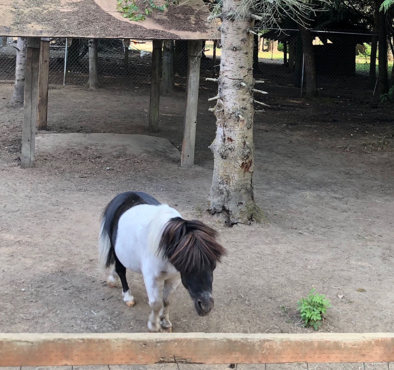 miniature ponies at kangaroo farm