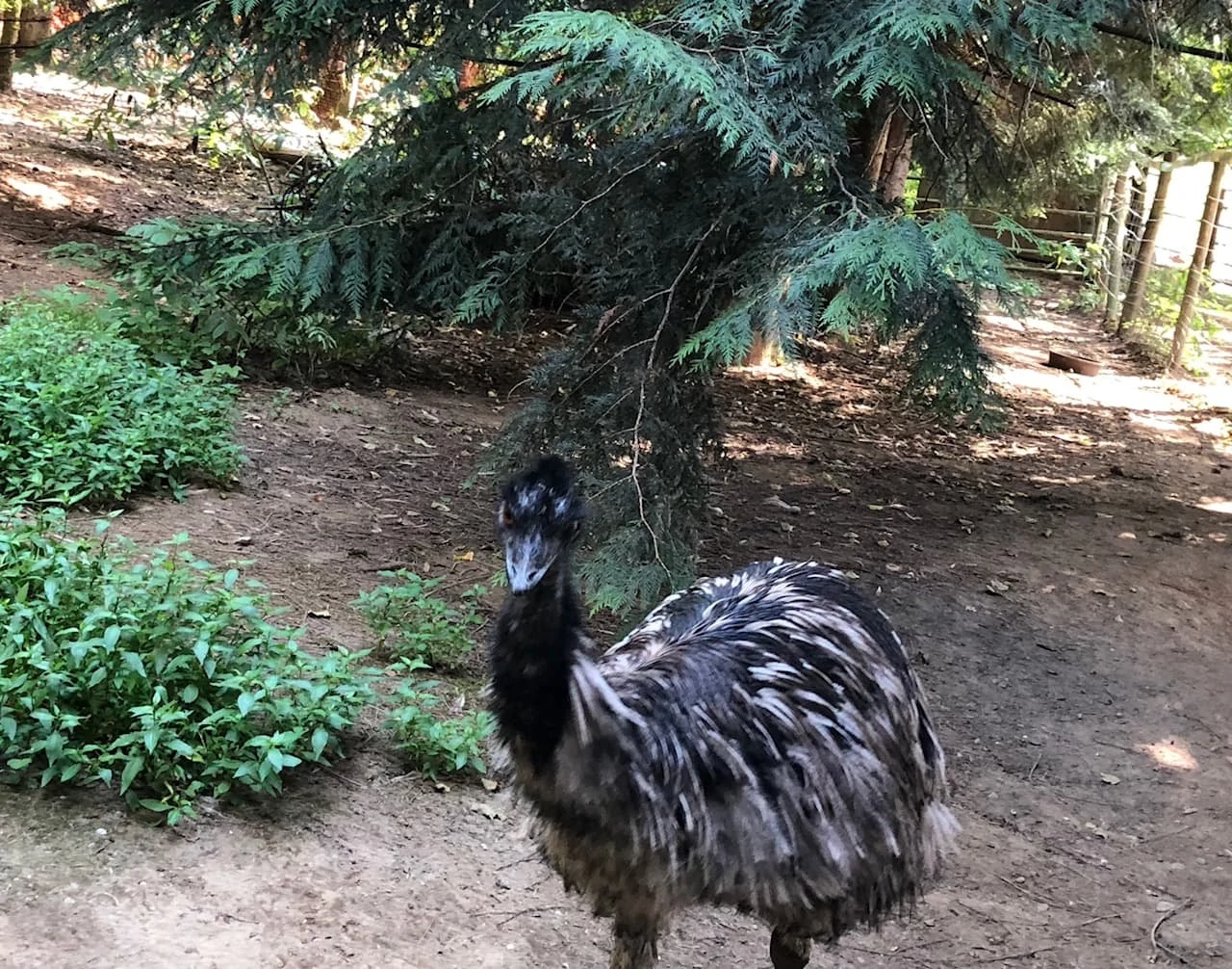 peacock at outback kangaroo farm