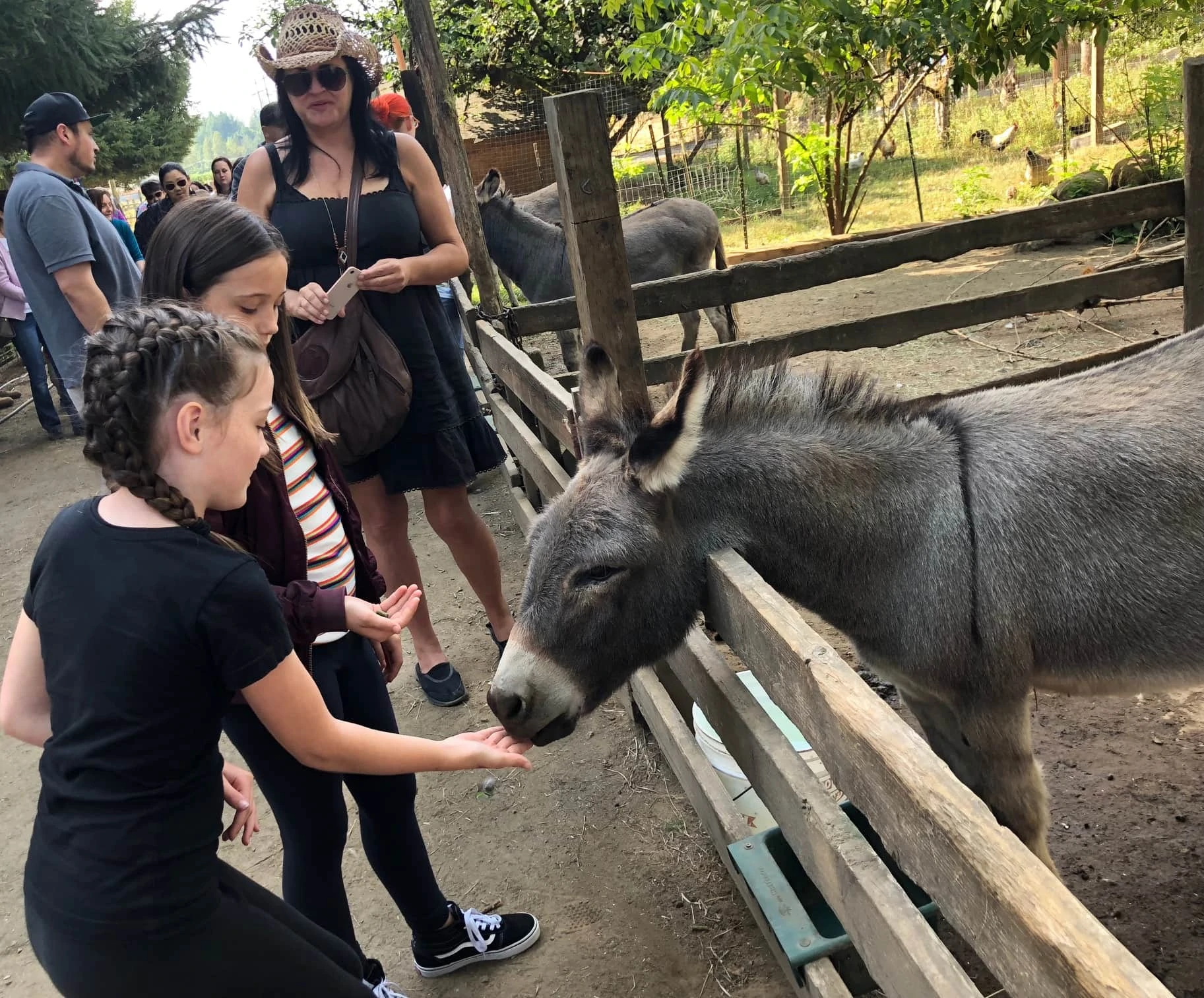 feeding ponies at kangaroo farm arlington