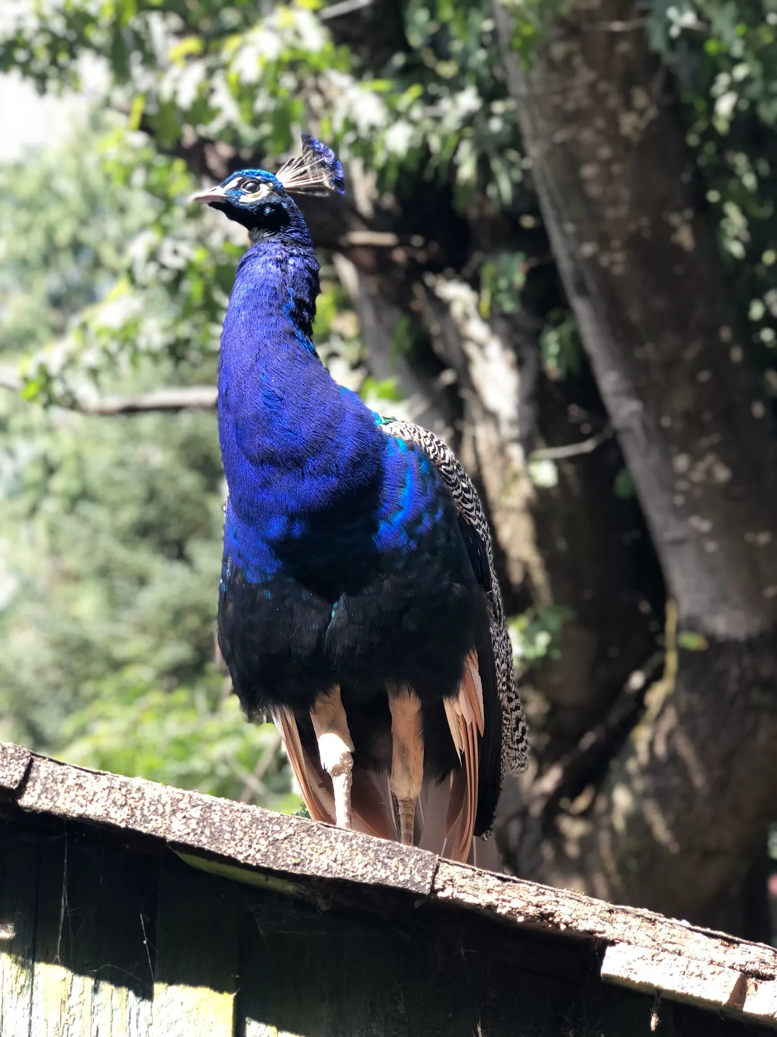 Peacock Kangaroo farm arlington