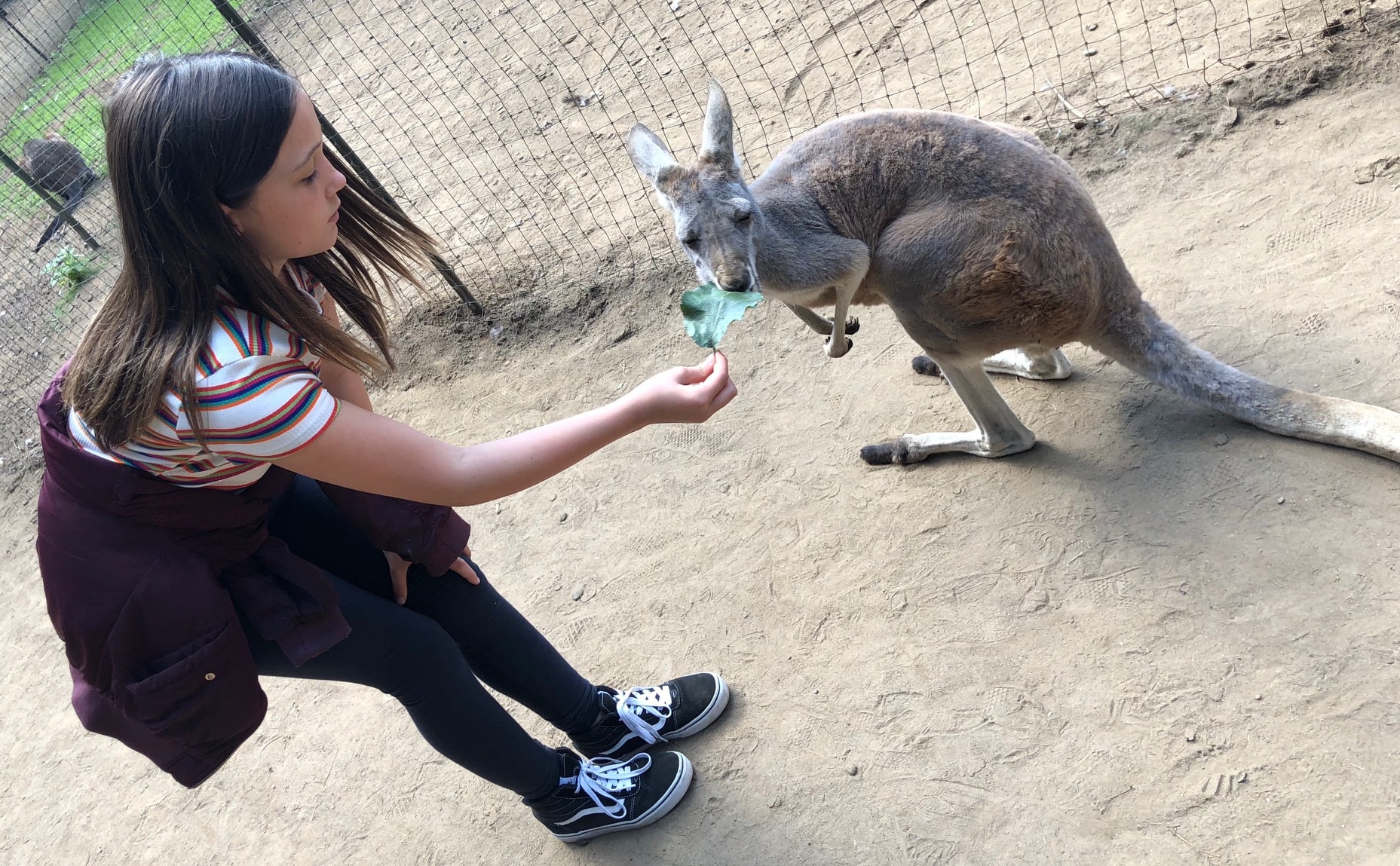 Kangaroo Farm