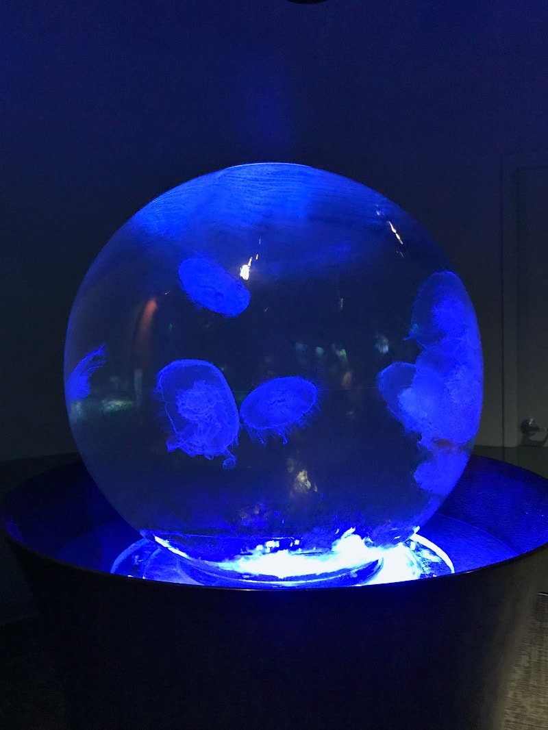 Jelly Fish Globe at Pacific Seas Aquarium