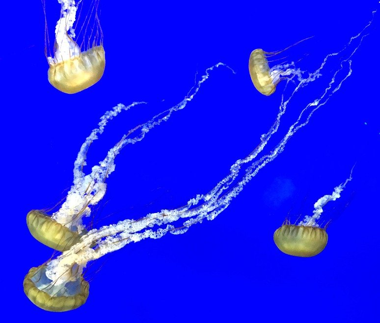 Jellyfish at Point Defiance Pacific Seas Aquarium