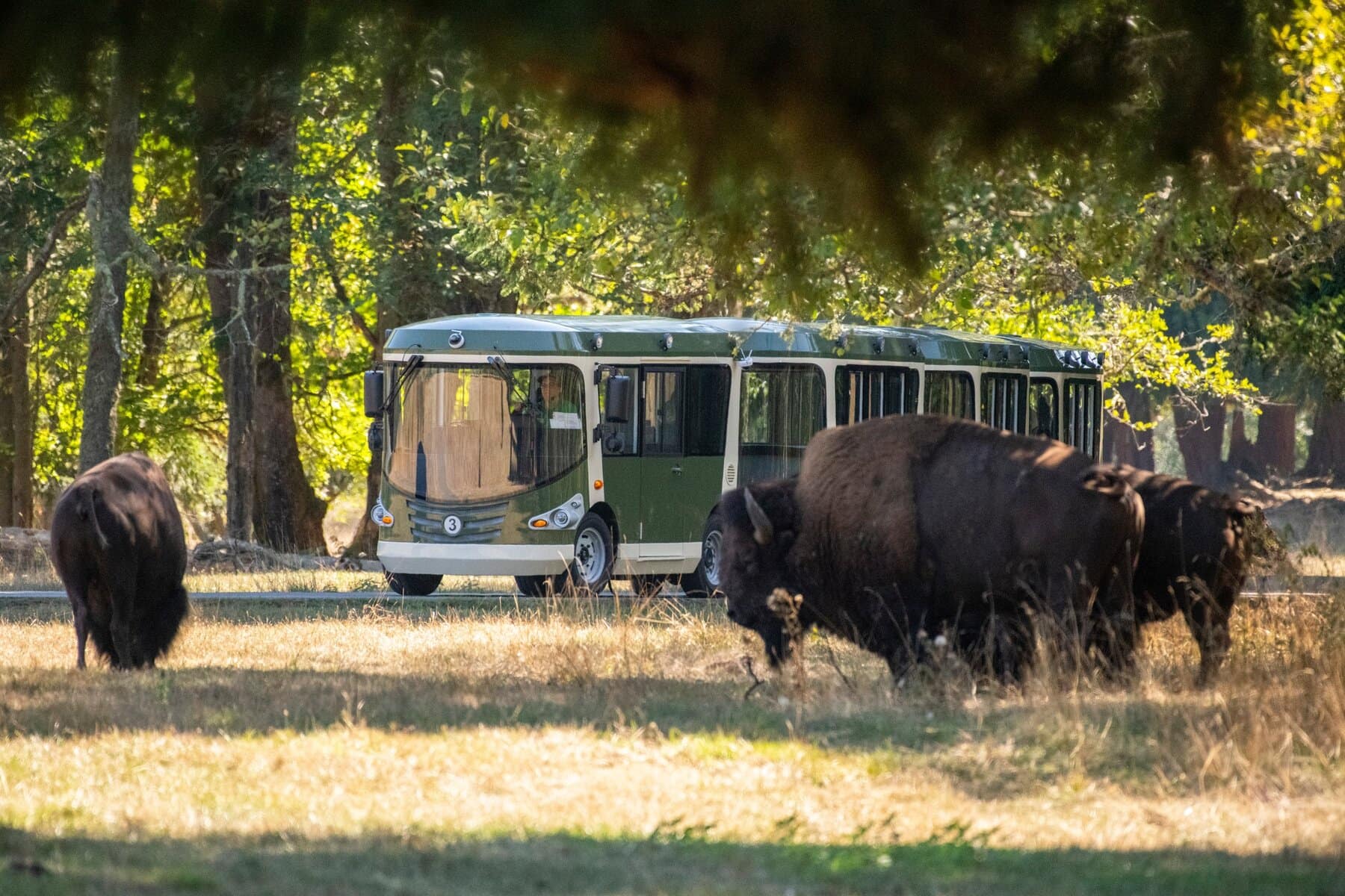 Tram at Northwest Trek