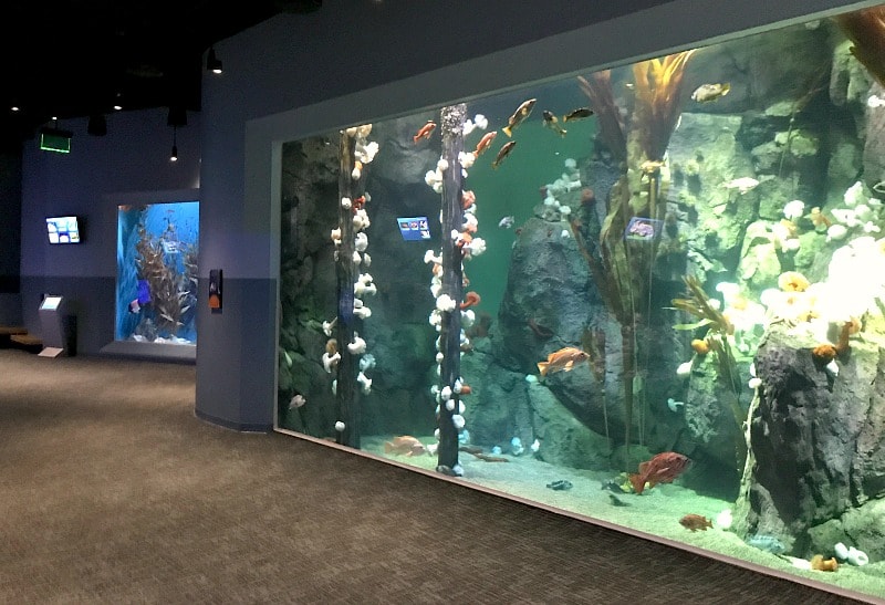Pacific Seas Aquarium Point Defiance Zoo in WA Kid Friendly