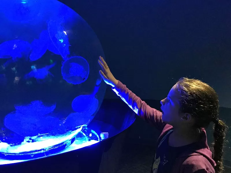Touching the Jellyfish Globe at Pacific Seas Aquarium