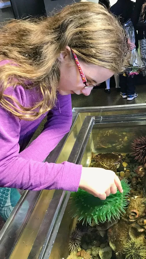 Highline MAST Center Touch Tank