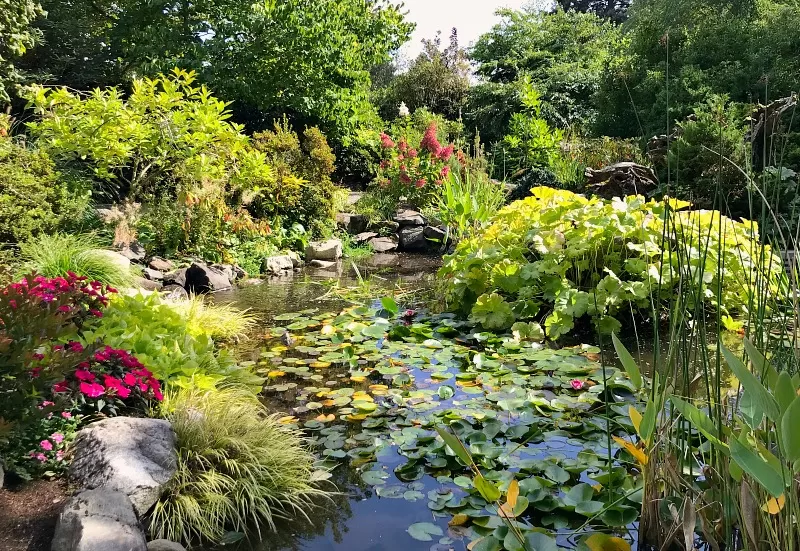 HIghline Gardens Lily Pond