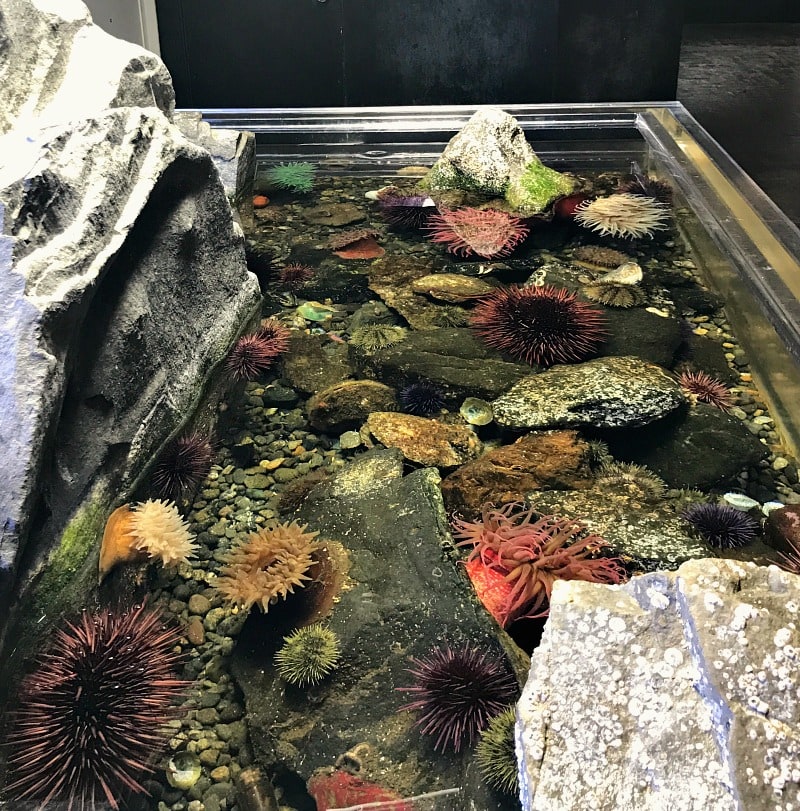 Touch Tank at Highline MAST Center