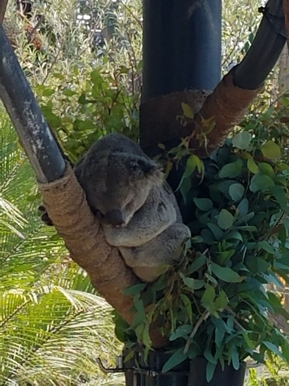 San-Diego-Zoo-Koala 10 Horrible Mistakes To Avoid When You Do jimcorbettnational-park