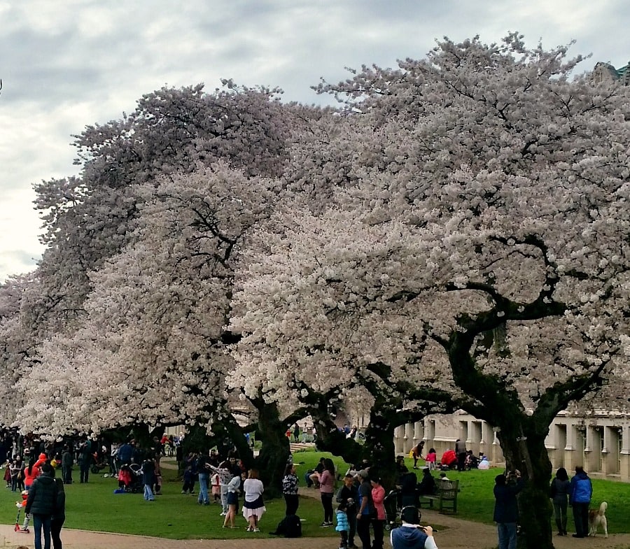 Cherry Blossom Trees at University of Washington