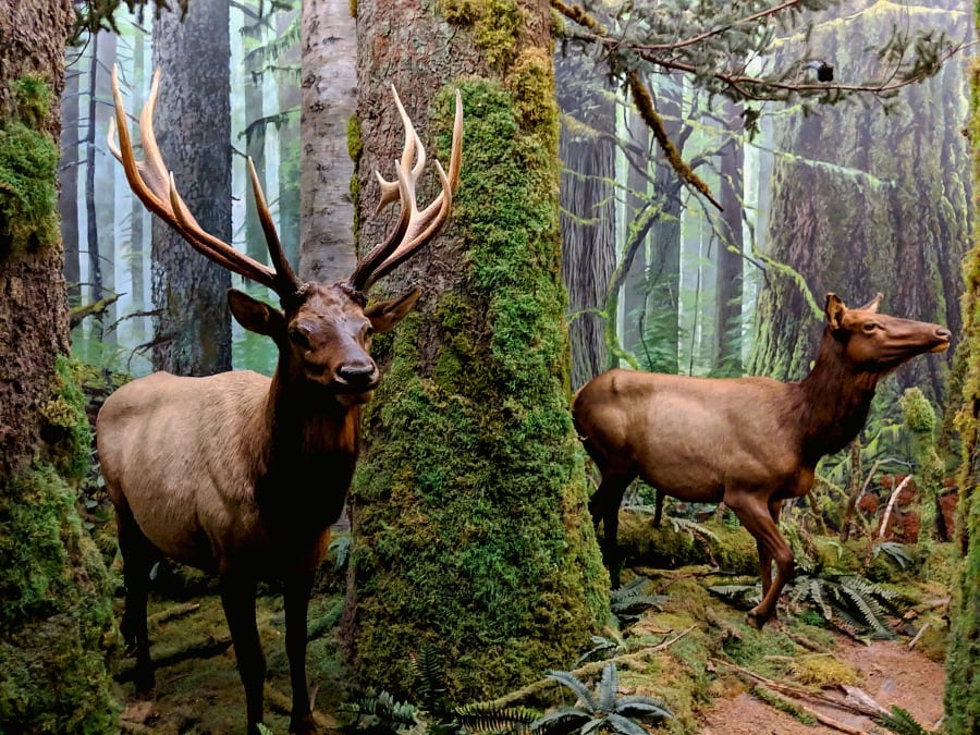 Elk in Natural History Area of Royal BC Museum
