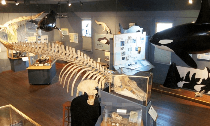The Whale Museum – $6 for Two Adult Admissions (Reg $12)