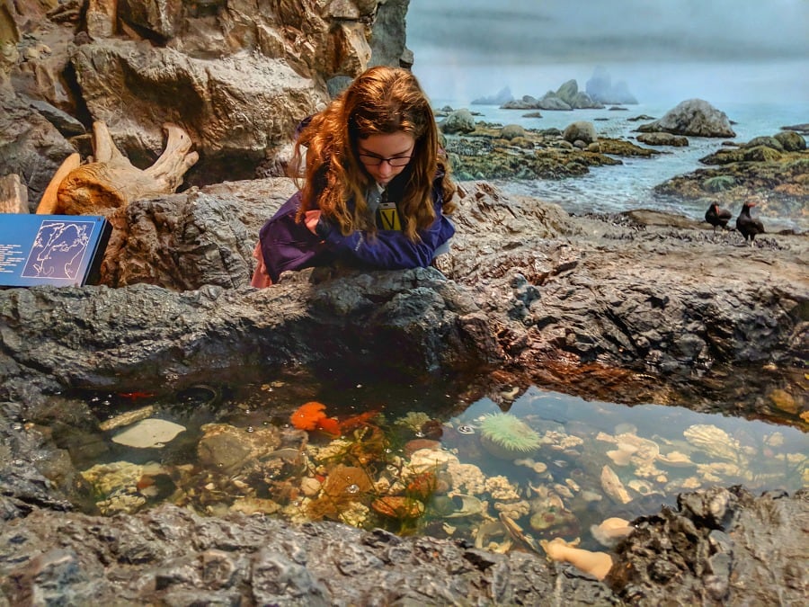 Tide Pools at Royal BC Museum