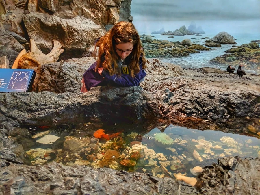 Tide Pools at Royal BC Museum