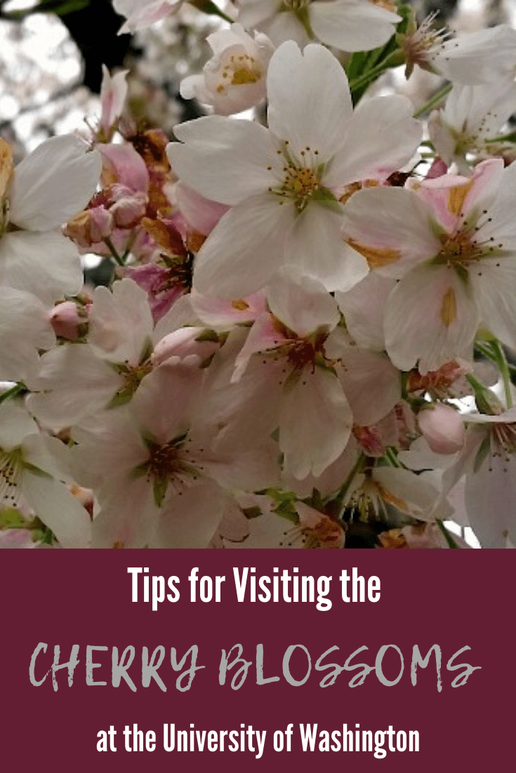 UW Cherry Blossoms Tips for Visiting