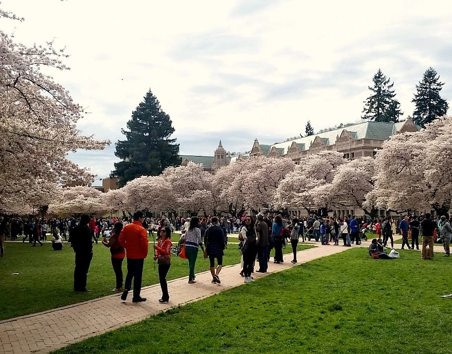 UW Cherry Quad Cherry Blossoms