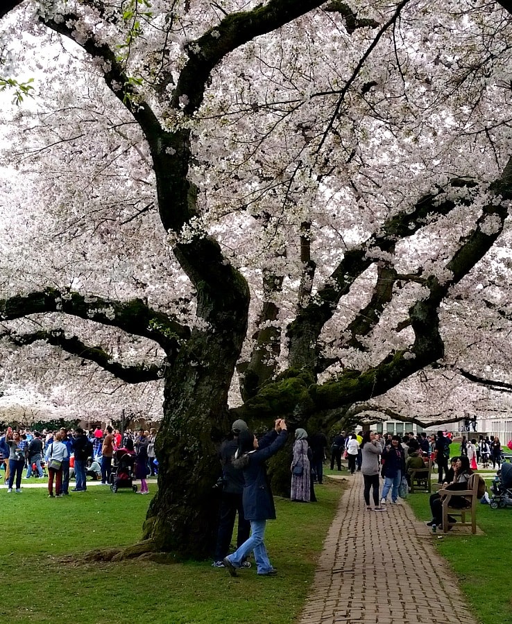 University of Washington Cherry Blossoms