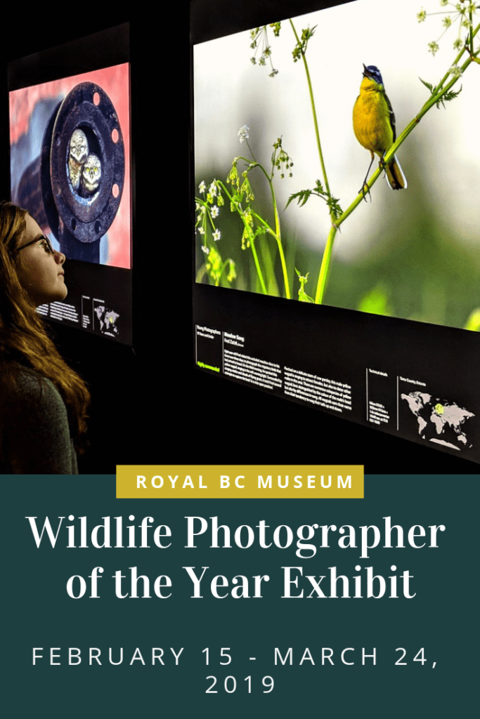 Wildlife Photographer of the Year Exhibit at the Royal BC Museum in Victoria