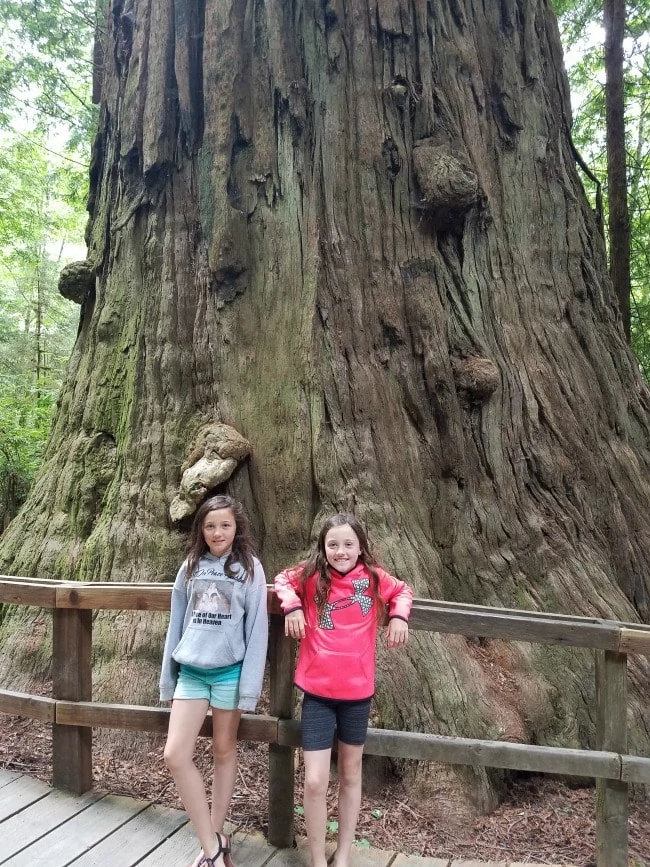 Giant Tree in Redwoods 