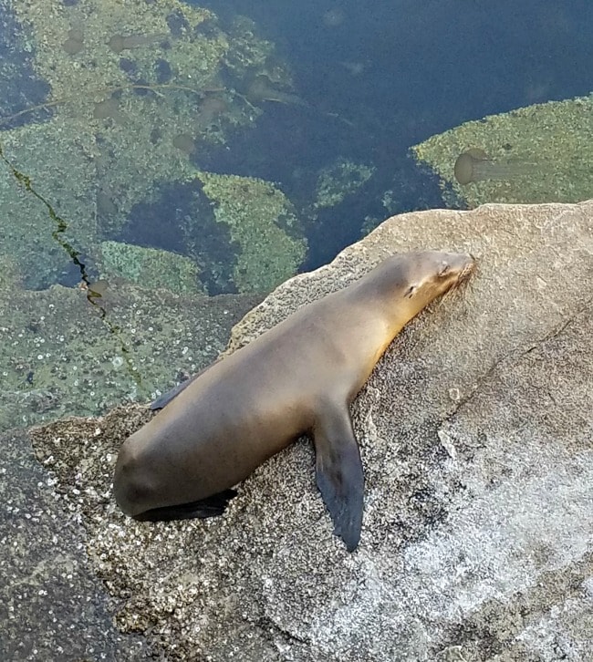 seal on rock in Monterrey