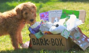 BarkBox Shakespeare Theme with Goldendoodle Puppy