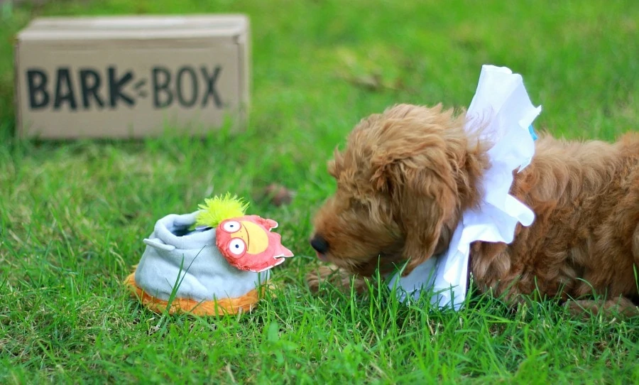 BarkBox Toys with Puppy