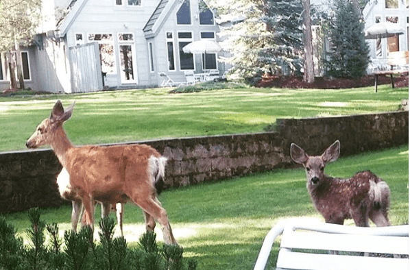 spotting deer in sunriver