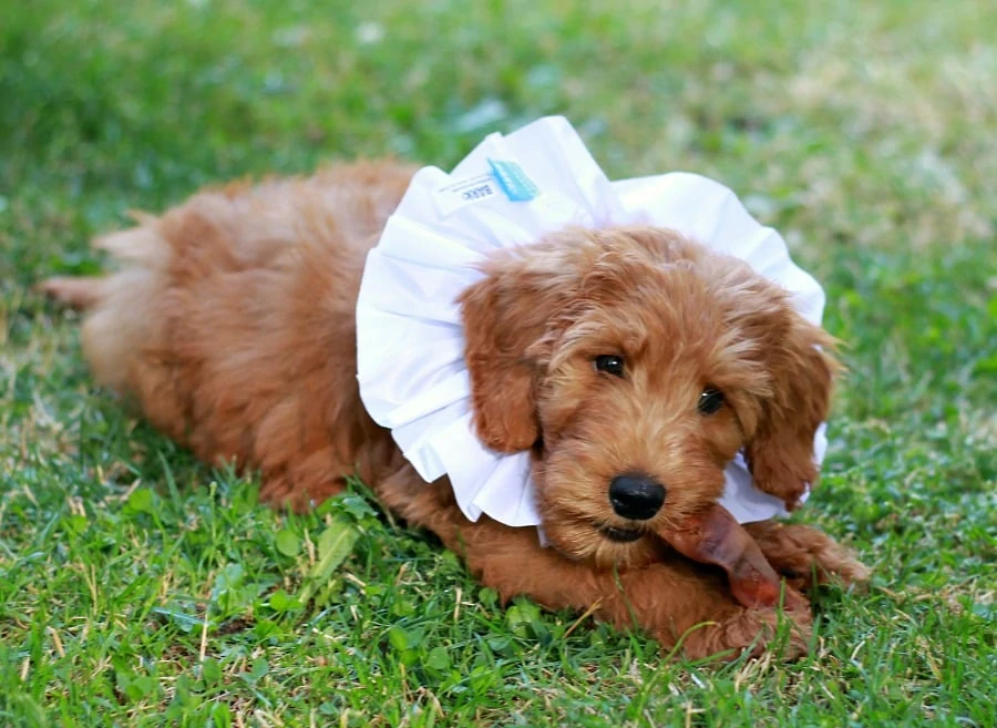 Puppy with BarkBox Pork Ear Treat