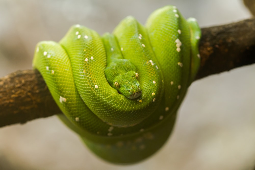 Reptile zoos in washington